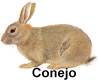 El Conejo
