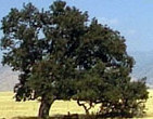 La Encina