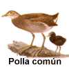 La polla de agua