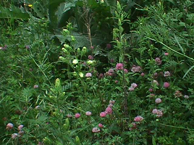 Jardin Silvestre
