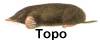 El topo