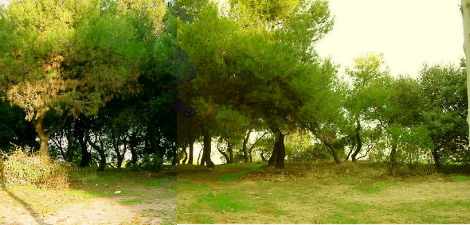 Dehesa mediterranea en El Soto