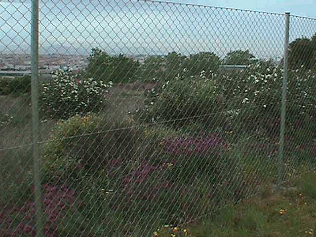 La Primavera en La Moraleja